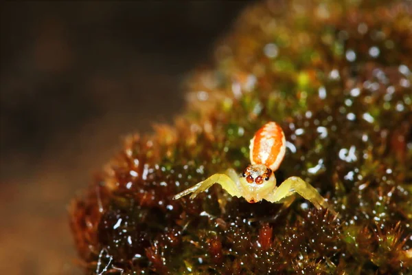 Makro Fényképezés Ugrás Spider Régi Moha Természetben Háttér — Stock Fotó