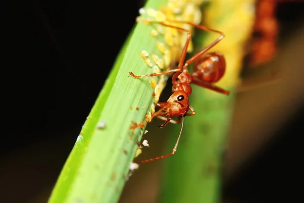 Ant Action Standing Tree Branch Morning Background — Stock Photo, Image