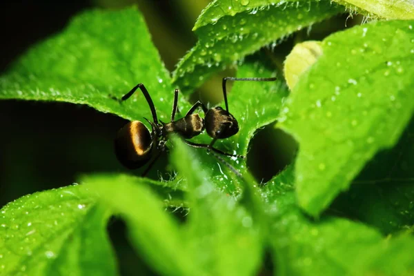 Ant Action Standing Tree Branch Morning Background — Stock Photo, Image