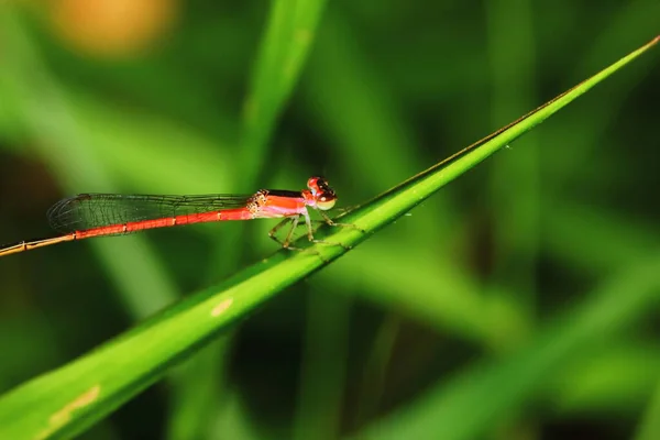 Macro Foto Libellula Nella Natura Sfondo — Foto Stock