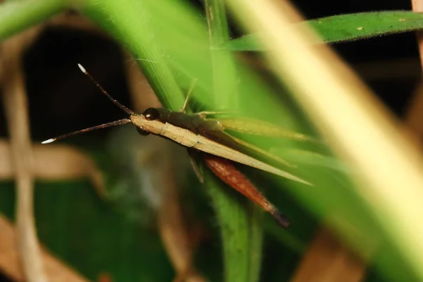 Εντόμων Ακρίδα Καλύπτεται Μεταξύ Των Πράσινων Φύλλων Στην Ηλιόλουστη Για — Φωτογραφία Αρχείου