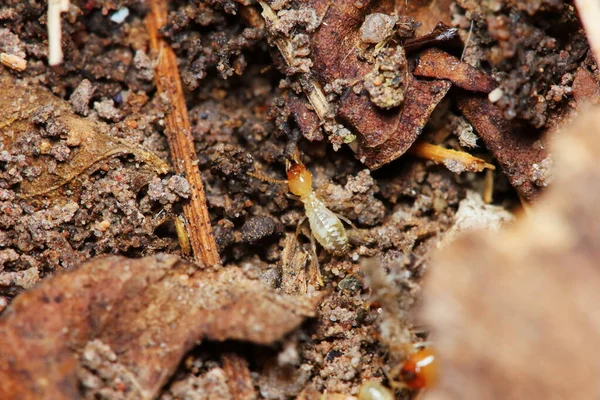 Macro Small Termite Nature Background — Stock Photo, Image