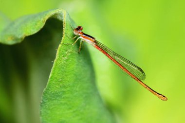 Doğadaki yusufçuk resmi.
