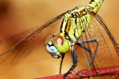 Doğadaki yusufçuk resmi.