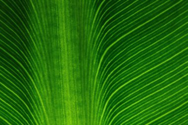 Arkaplan için yeşil yaprakların dokusu