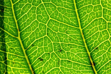 Arkaplan için yeşil yaprakların dokusu