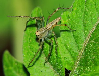 Yeşil Yaprak üzerinde Zıplayan Örümcek Makro Fotoğrafçılık