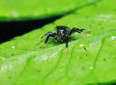 Yeşil Yaprak üzerinde Zıplayan Örümcek Makro Fotoğrafçılık