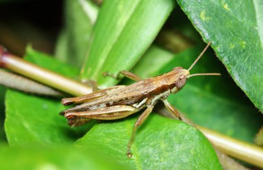 Güzel böcek çekirgesi güneşli yeşil yaprakların arasına gizlenmiş.