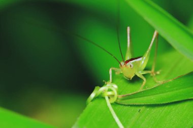 Bahçedeki genç kriketin doğa sahnesi