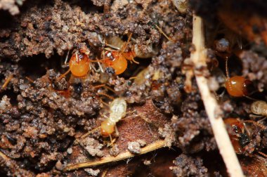 arka plan için doğada küçük termit makrosu