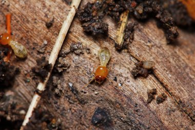 arka plan için doğada küçük termit makrosu