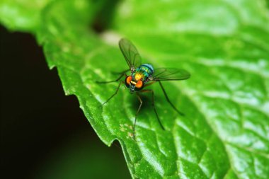 Arka planda makro fotoğraftaki küçük sinek böcekleri