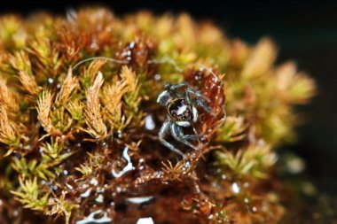 Zıplayan örümceğin arka plandaki eski yosun üzerindeki makro fotoğrafı