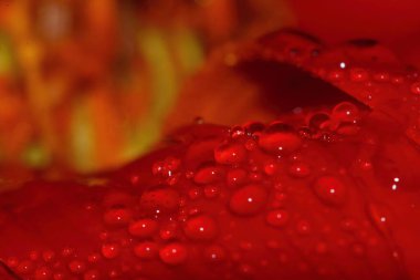 Güzel bir arka plan için doğada makro damla ve kırmızı güzel bir çiçek