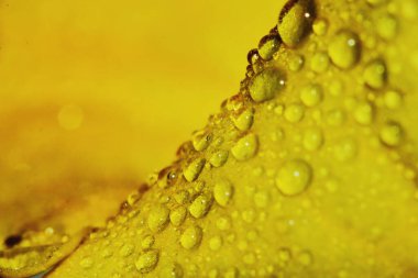 Makro damla ve sarı çiçek güzel bir arka plan için doğada