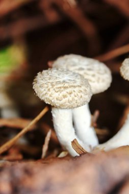 Ormandaki taze beyaz mantarları çiğ yiyecek ve taze bitkiler için kapatın.