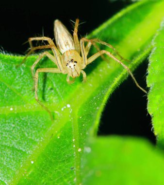 Yeşil Yaprak üzerinde Zıplayan Örümcek Makro Fotoğrafçılık