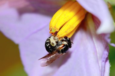 Çalıların üzerinde açan patlıcan çiçeğinin yakın çekimi