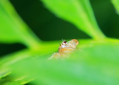 Yeşil Yaprak üzerinde Zıplayan Örümcek Makro Fotoğrafçılık