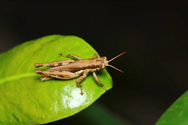 Sauterelle Insecte Est Masquée Parmi Les Feuilles Vertes Sous Soleil — Photo