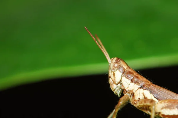 Sauterelle Insecte Est Masquée Parmi Les Feuilles Vertes Sous Soleil — Photo