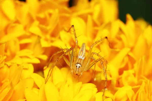 Macro Photography Jumping Spider Yellow Marigold Flower — Stock Photo, Image
