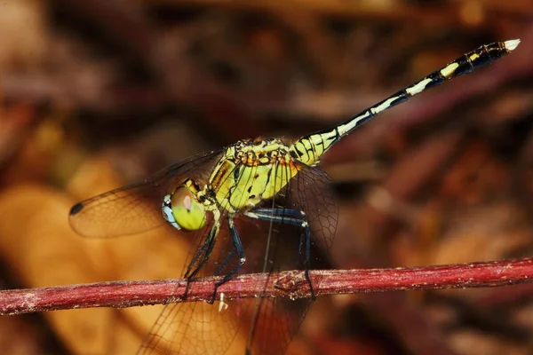 Makro Bild Trollslända Naturen — Stockfoto