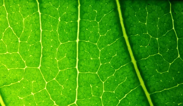 Textura Folhas Verdes Natureza Para Fundo — Fotografia de Stock