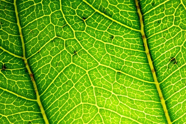 Arkaplan Için Yeşil Yaprakların Dokusu — Stok fotoğraf