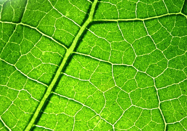 texture of green leaves in nature for background