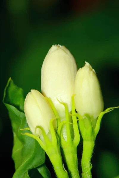 Bellissimo Fiore Gelsomino Thailandia Sfondo — Foto Stock