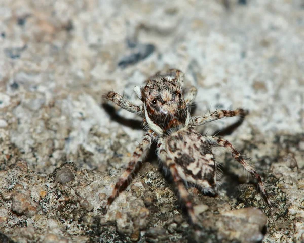 Taş Üstüne Zıplayan Örümceğin Makro Fotoğrafı — Stok fotoğraf