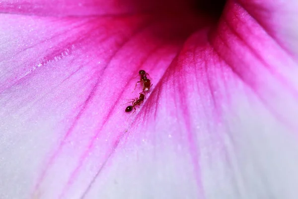 Closeup Morning Glory Flower Garden — Stock Photo, Image