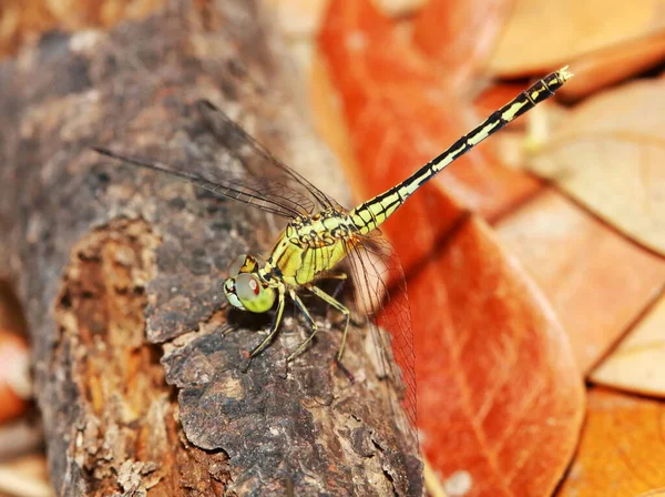 Přírodní Vážky Pozadí Vážka Hmyz Přírodě — Stock fotografie