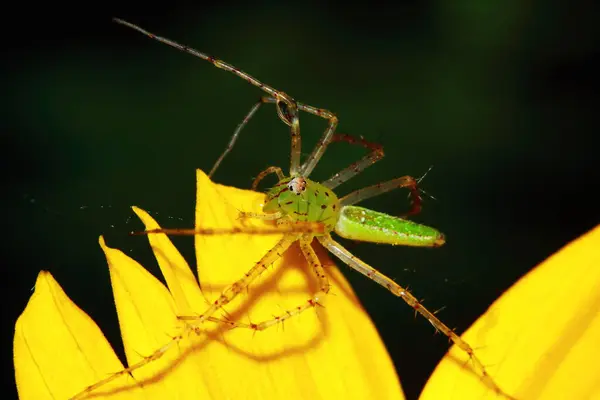 Makrofotografie Der Springenden Spinne Auf Blumenhintergrund — Stockfoto