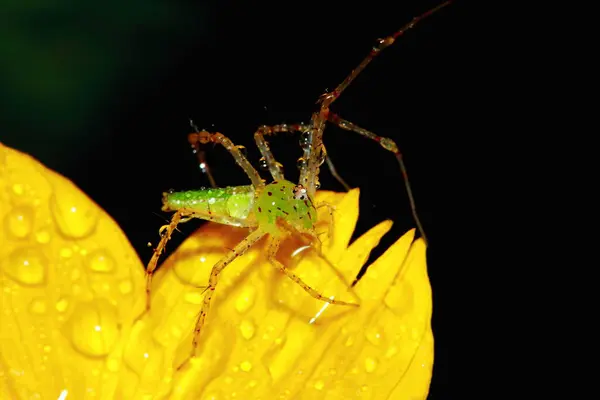 Macro Fotografie Van Jumping Spider Bloemachtergrond — Stockfoto