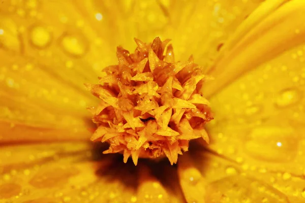 Makrodropet Und Kosmos Blume Auf Dem Hintergrund — Stockfoto
