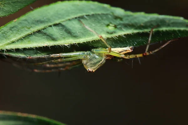 Yeşil Yaprak Üzerinde Zıplayan Örümcek Makro Fotoğrafçılık — Stok fotoğraf