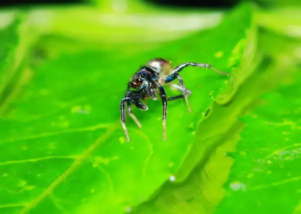 Macro Photographie Araignée Sauteuse Sur Feuille Verte — Photo