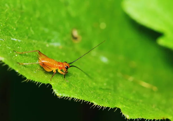 Naturaleza Escena Cricket Joven Jardín — Foto de Stock