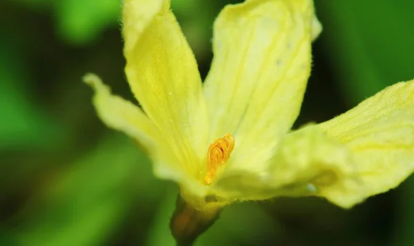 Bittere Meloen Bloemen Verse Meloen Boerderij Voor Macro Achtergrond — Stockfoto