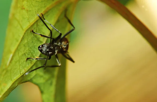 Ant Action Standing Tree Branch Morning — Stock Photo, Image