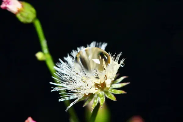 Orvalho Bonito Flor Macro Para Fundo — Fotografia de Stock