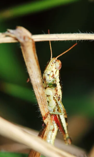 Schöne Insektenheuschrecke Ist Zwischen Grünen Blättern Sonnigem — Stockfoto