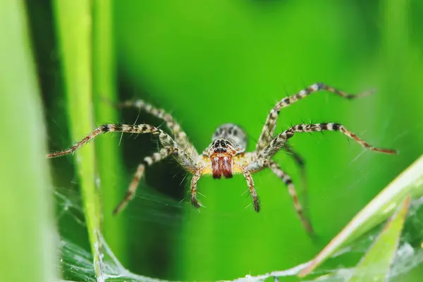 Macro Fotografia Jumping Spider Folha Verde Para Fundo — Fotografia de Stock