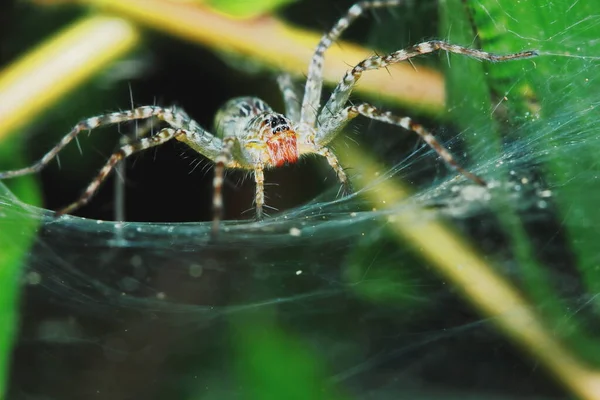 Macro Φωτογραφία Της Jumping Spider Πράσινο Φύλλο Για Φόντο — Φωτογραφία Αρχείου