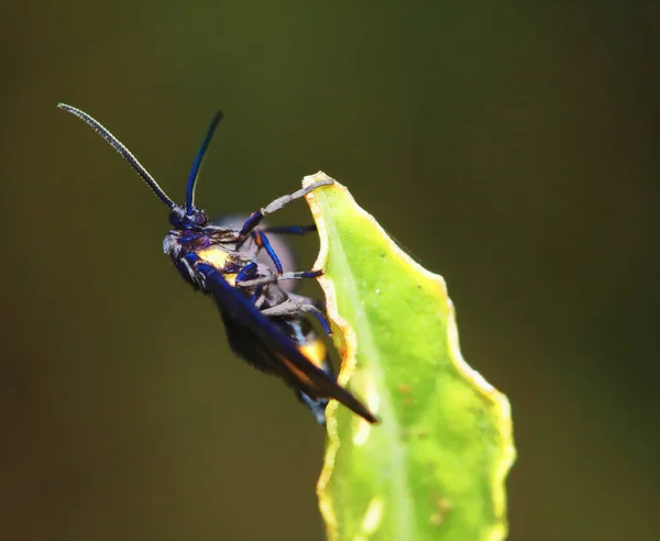 Macro Foto Una Mariposa Cerca —  Fotos de Stock