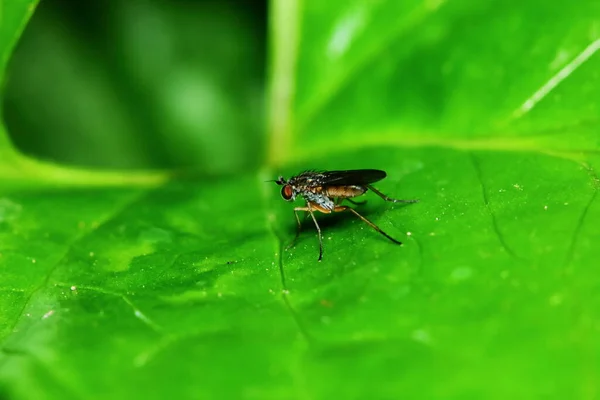 Pequeños Insectos Mosca Macrofotografía Sobre Fondo — Foto de Stock