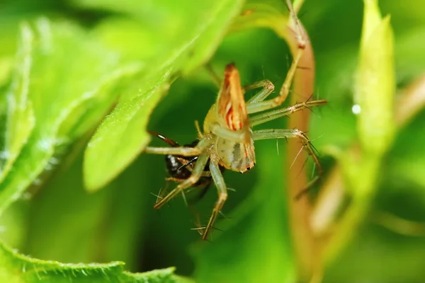 Makró Fotózás Jumping Spider Green Leaf — Stock Fotó